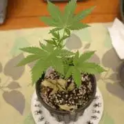 Photosynthesis on the Burnerphone