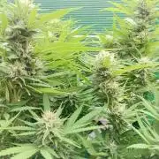Strength and Medical Mass