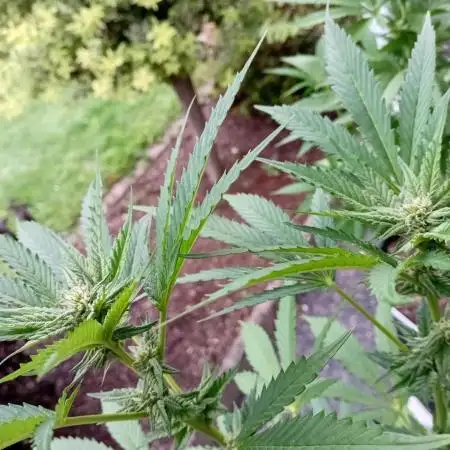 Gardentherapy or how I became Growaddict