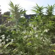 Green Thumbs at the Traphouse