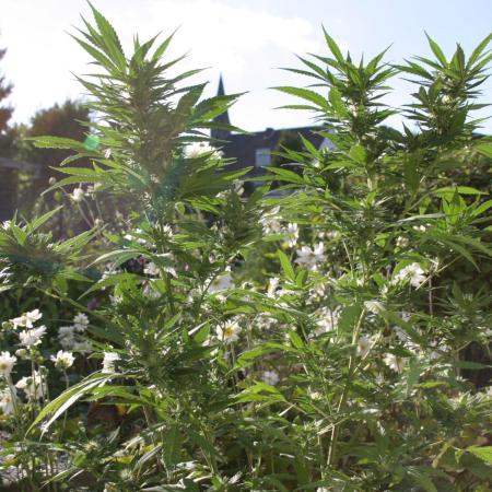 Green Thumbs at the Traphouse