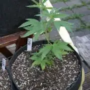 Photosynthesis on the Burnerphone