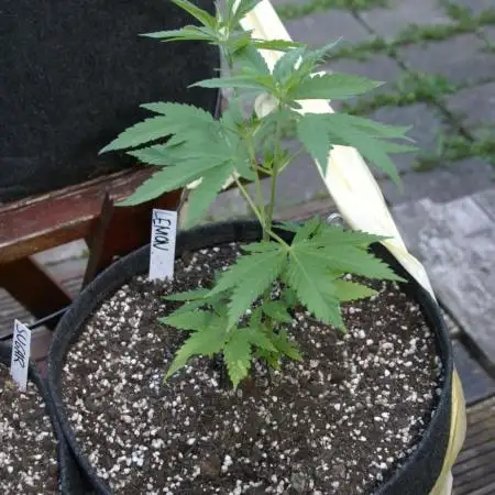 Photosynthesis on the Burnerphone