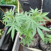 Green Thumbs at the Traphouse