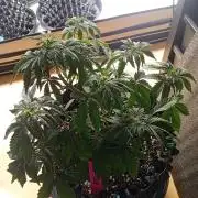 Replace me if you can