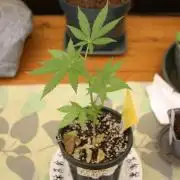 Green Thumbs at the Traphouse