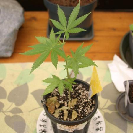 Green Thumbs at the Traphouse