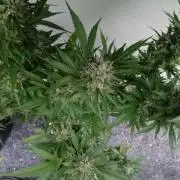 Green Thumbs at the Traphouse