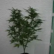 Green Thumbs at the Traphouse