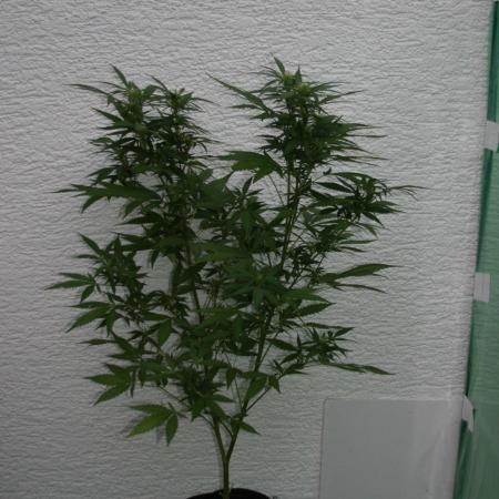 Green Thumbs at the Traphouse