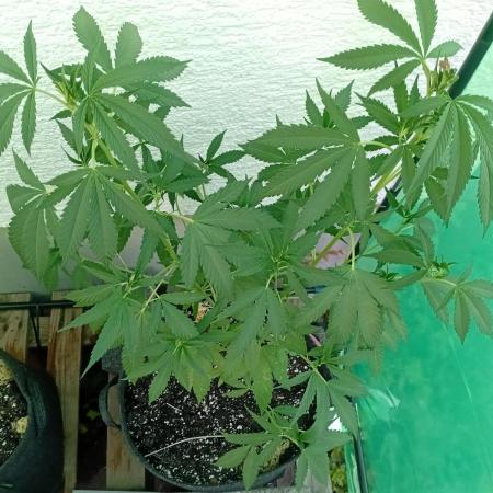 Photosynthesis on the Burnerphone