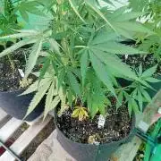 I know what you planted last summer