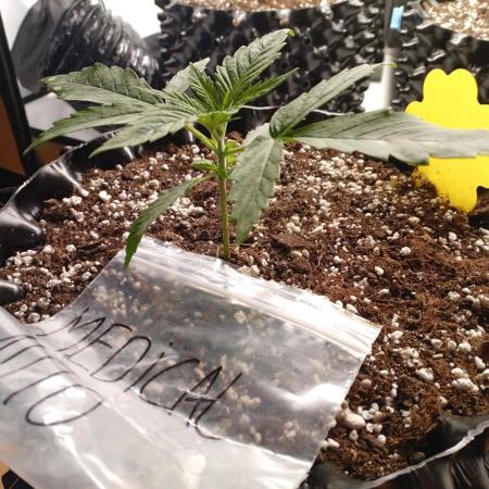 Strength and Medical Mass