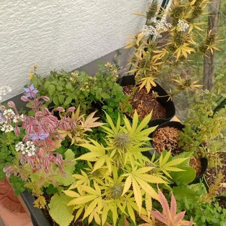 Gardentherapy or how I became Growaddict