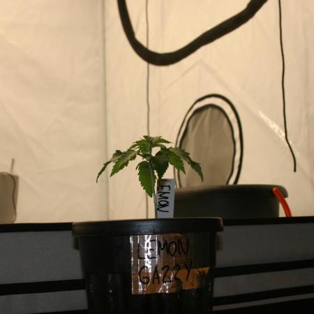 Photosynthesis on the Burnerphone
