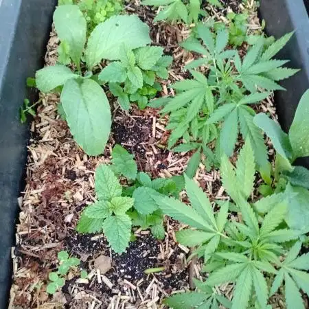 Gardentherapy or how I became Growaddict