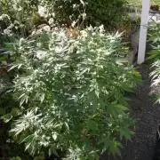 Photosynthesis on the Burnerphone