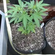 Green Thumbs at the Traphouse