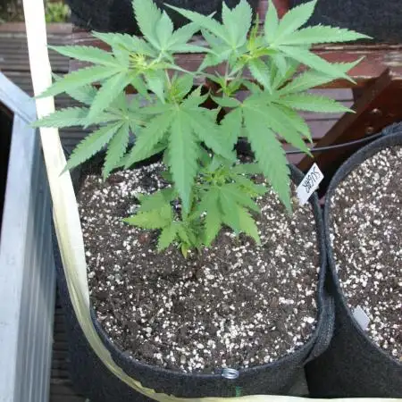 Green Thumbs at the Traphouse