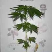 Green Thumbs at the Traphouse