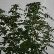 Photosynthesis on the Burnerphone