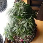 Strength and Medical Mass