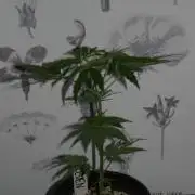 I know what you planted last summer