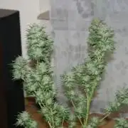 I know what you planted last summer