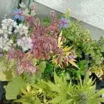 Gardentherapy or how I became Growaddict