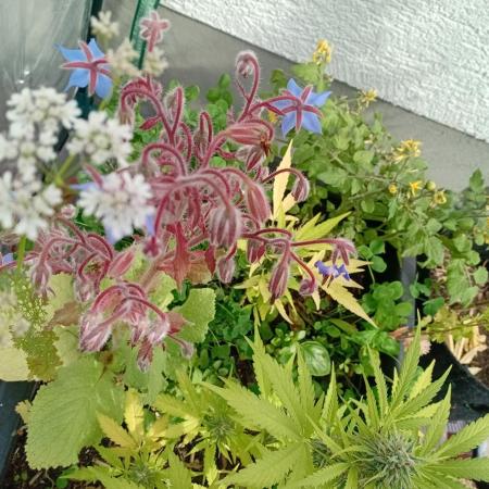 Gardentherapy or how I became Growaddict