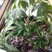 Strength and Medical Mass