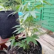 Photosynthesis on the Burnerphone