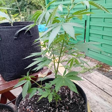 Photosynthesis on the Burnerphone