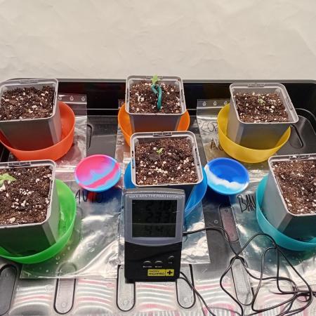 Shady indoor garden 🔥