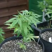 I know what you planted last summer