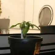 Between Growth and Madness