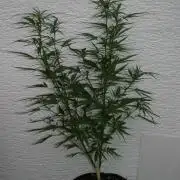 I know what you planted last summer