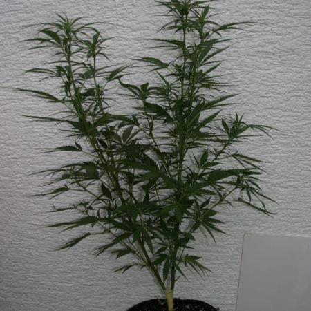 I know what you planted last summer