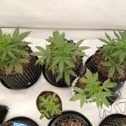 Shady indoor garden 🔥