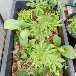 Gardentherapy or how I became Growaddict