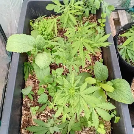 Gardentherapy or how I became Growaddict