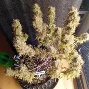 Shady indoor garden 🔥