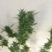 Between Growth and Madness