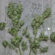 Green Thumbs at the Traphouse