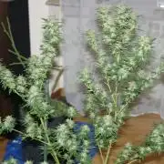 Photosynthesis on the Burnerphone