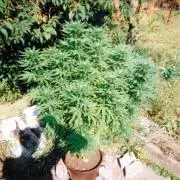 This is how it all began with the herb