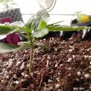 Replace me if you can