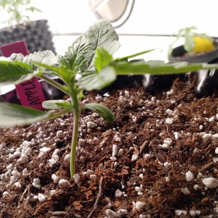 Replace me if you can