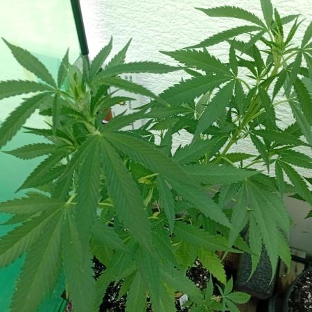 Green Thumbs at the Traphouse