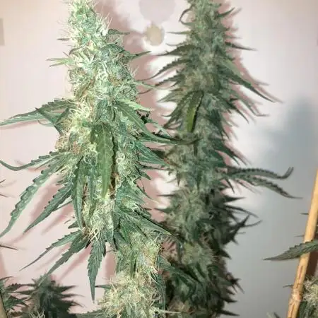 Kamala OG